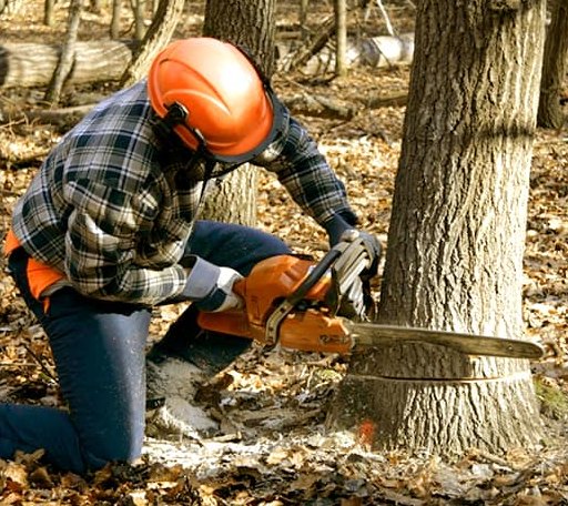 Tree Removal in Broadway, VA